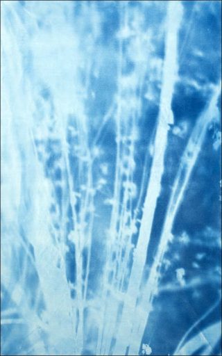 Cyanotype sur toile, Philippe Durand