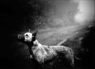Madère, photo, Michel Vanden Eeckhoudt,