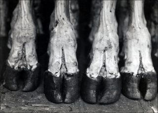 La Viande, photo, Éli Lotar
