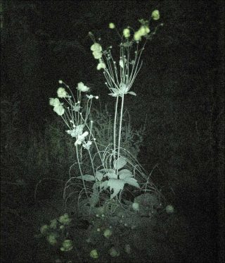 Der Garten nachts, photo, Simone Kappeler