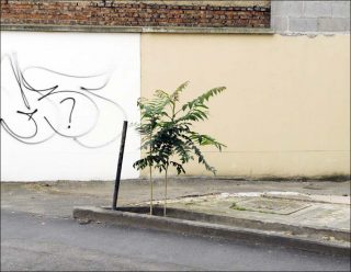 Ailanthus Altissima , photo, Simon Boudvin