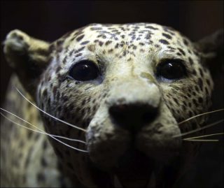 Somniculus, vidéo, Ali Cherri