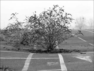 Mauvaises herbes, photo, Damien Gautier