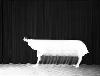 La vache, photo, Guillaume Martial