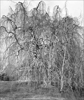 photo, Mitch Epstein