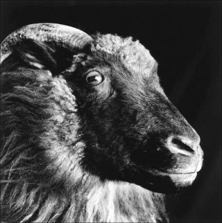 Chasseur Mouton leader, photo, Christopher Taylor