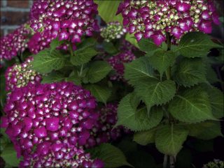 Bruxelles I, photo, Marie José Burki