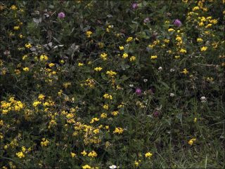 Boujean III, photo, Marie José Burki