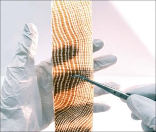 Timothée Boitouzet, Création d’un bois translucide ultra-performant