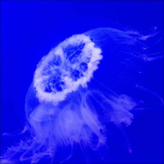 Chroma, Danse, Alessandro Sciarroni