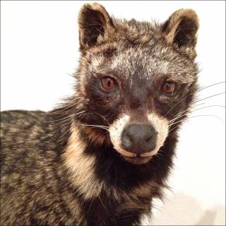 Chroma, Danse, Alessandro Sciarroni