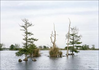 Swamp, photo, An-My Lê