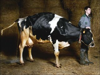 Sans titre, photo, Georges Pacheco