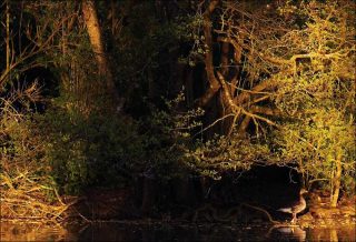 Anima - Aux abords du lac, carte postale, Claire Willemann