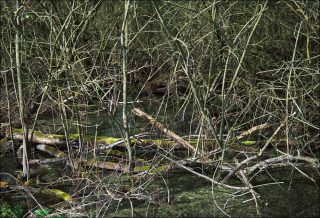 Sans titre, Les enchevêtrements, photographie, Claire Willemann