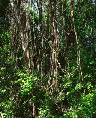 Sans titre, Les enchevêtrements, photographie, Claire Willemann