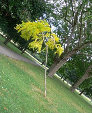 Vandalized Trees Reoriented, photographie, Daniel Eatock