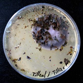 Community coalescence, installation, Karine Bonneval