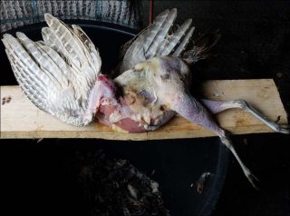 Sans Titre, photo, Guillaume Janot