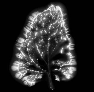 Corps de lumière no 665, photo, Marie-Jeanne Musiol