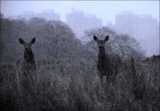 Entre chien et loup, vidéo, Anne-Charlotte Finel