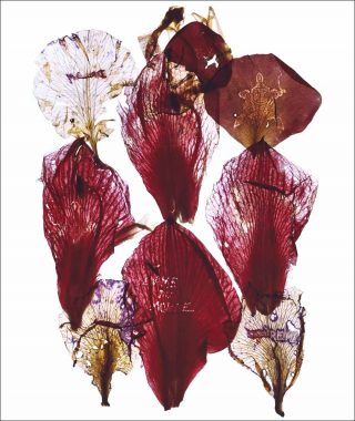 Série Archives, photogramme, Anne et Patrick Poirier