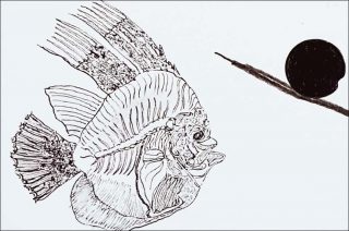 la proie dans la photo, dessin, Pierre Desfons