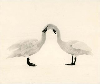 #1658, photo, Yamamoto Masao