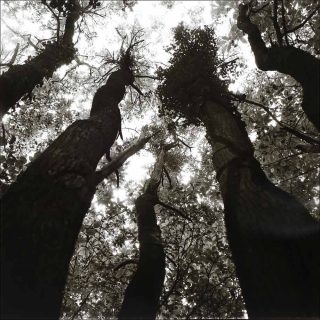 Rodtchenko, Holger Trülzsch