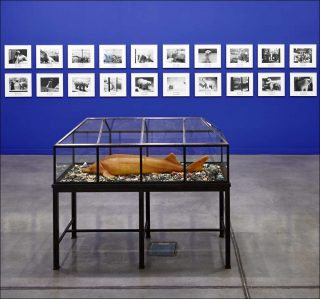 The Sturgeon, Cabinet de curiosités, Mark Dion
