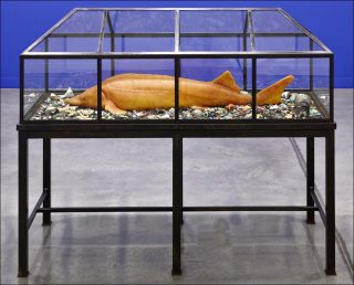 The Sturgeon, Cabinet de curiosités, Mark Dion