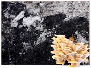 Entre La Terre Brulée, photo, Tiphaine Calmettes