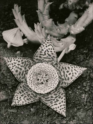 Stapelia variegata, Asclepiadaceae, photo, Albert Renger-PatzschStapelia variegata, Asclepiadaceae, photo, Albert Renger-Patzsch