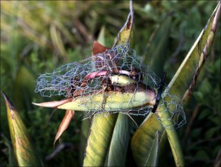 Grey, Green, Gold, installation, Uriel Orlow