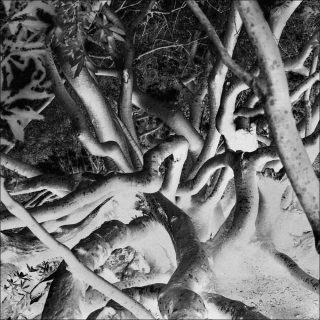 Wild Almond Tree, photo, Uriel Orlow