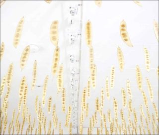 Disponer El Viento, installation, Raphaël Ilias