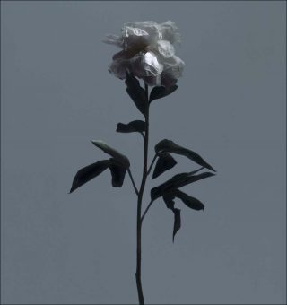 Œillères, photo, Roberto Greco
