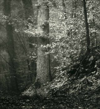 Arbres, photo, Jean Luc Tartarin