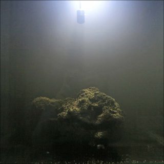 Specimen, installation, Cécile Beau