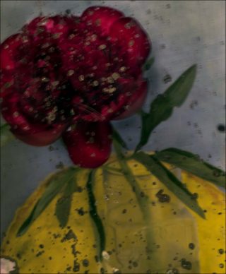 La pivoine rouge, photo, Sarah Moon