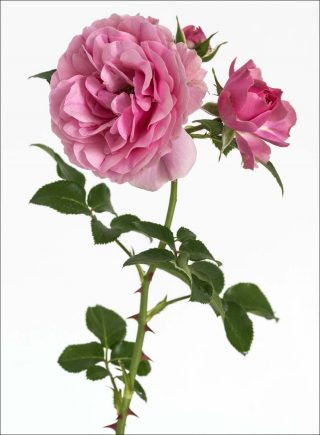 Rose Leonardo da Vinci, photo, Pierre Joseph