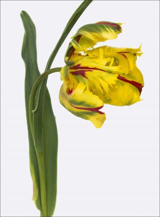 Tulipe Perroquet, photo, Pierre Joseph