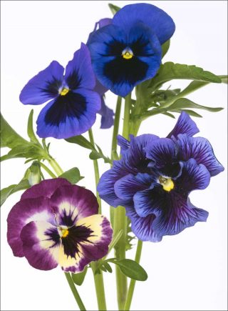 Pensée de wittrock, photo, Pierre Joseph