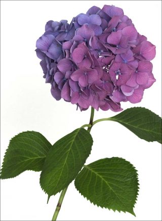 Hortensia (rose/violet), photo, Pierre Joseph