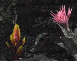 Jardins, vidéo, Anne-Charlotte Finel