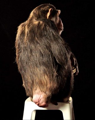 Potentiality for Love, installation, Eija-Liisa Ahtila