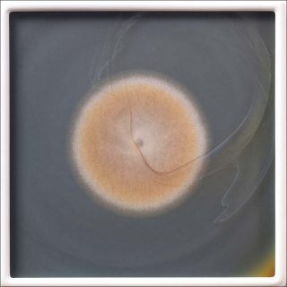 Aspergillus ustus myc 10 MA #32, photolithographie, Dove Allouche
