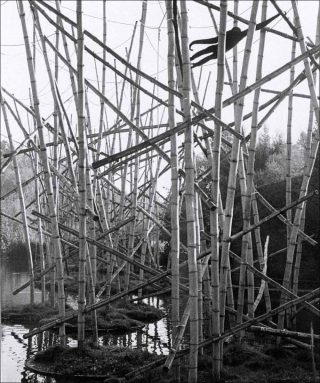 Gibbon, Munich, photo, Michel Vanden Eeckhoudt