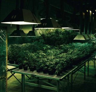 Research Marijuana Crop Grow Room (National Center for Natural Products Research Oxford, Mississipi), photo, Taryn Simon