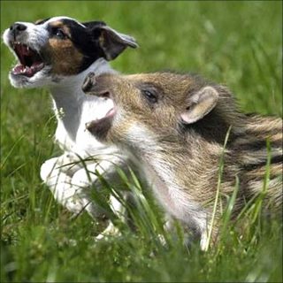 Cat loves pig, dog, horse, cow, rat, bird, monkey, gorilla, rabbit, duck, moose, deer, fox, sheep, lamb, baby, roomba, nao, aibo, film, Gwenola Wagon et Stéphane Degoutin